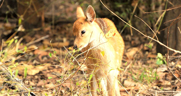 Wildlife Tour India