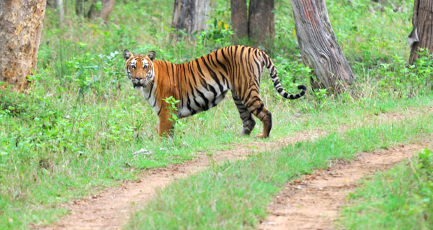 Wildlife Tour India