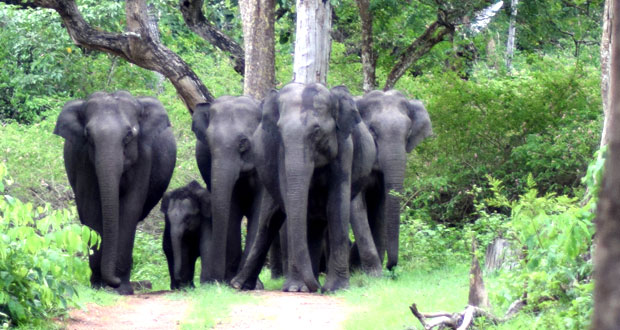 Wildlife Tour India