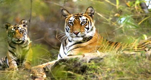 Wildlife Tour India