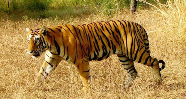 Tiger and Elephant Safari India