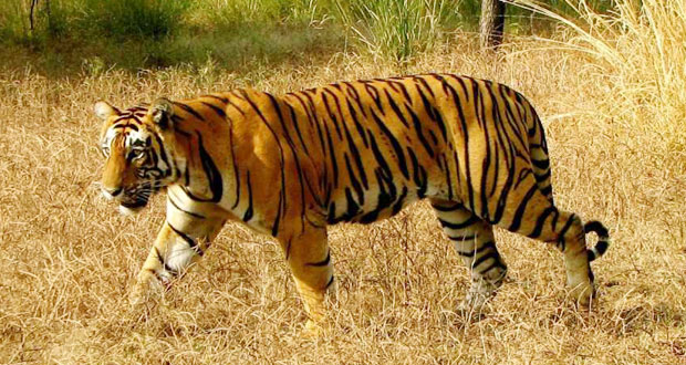 Taj Mahal and Ranthambore Tour