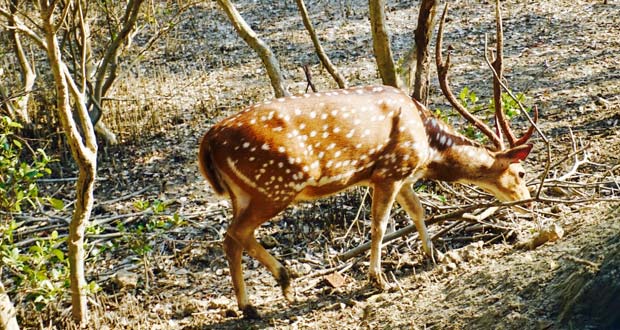 Sunderbans Tour Package