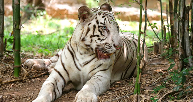 Tiger Tours in India