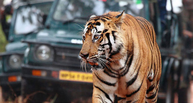 Tiger and Elephant Safari India