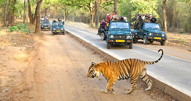 Tiger and Elephant Safari India