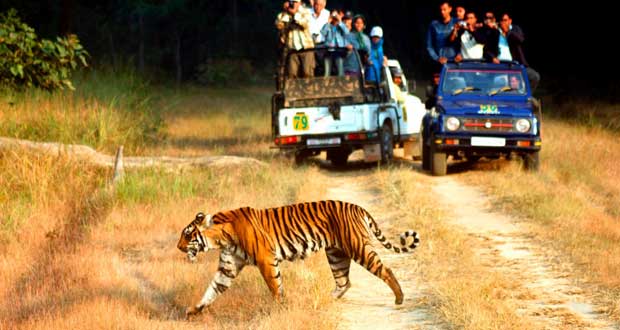 Wildlife Tour India