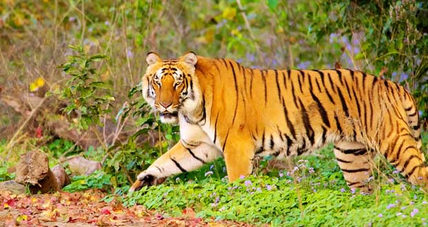 Wildlife Tour India