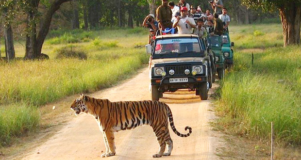 Tiger Tours in India