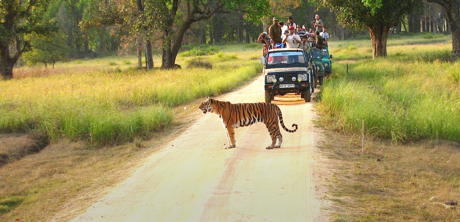 Jeep Safari in Tadoba National Park 