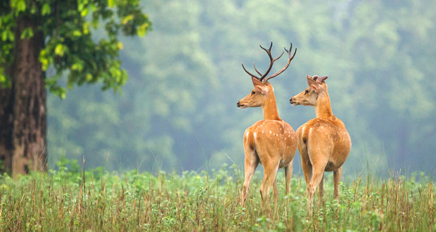 Wildlife Tour India