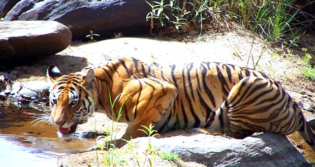 Temple, Tiger and Beaches