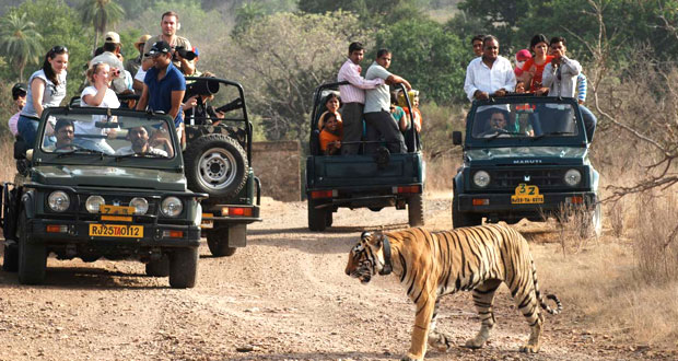 Tiger and Elephant Safari India