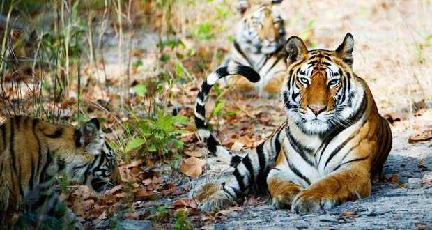 Tiger Tours in India