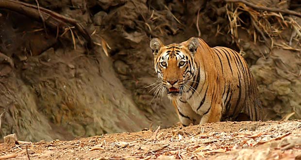 Tiger Tours in India