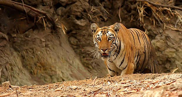 Sunderbans Tour Package