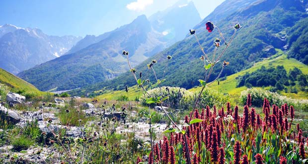 Valley of Flowers Trek