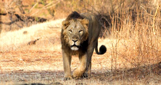 Gir-National-Park