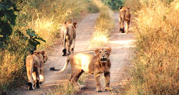 Lion And Tiger Tour Of India