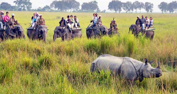 Tiger and Elephant Safari India