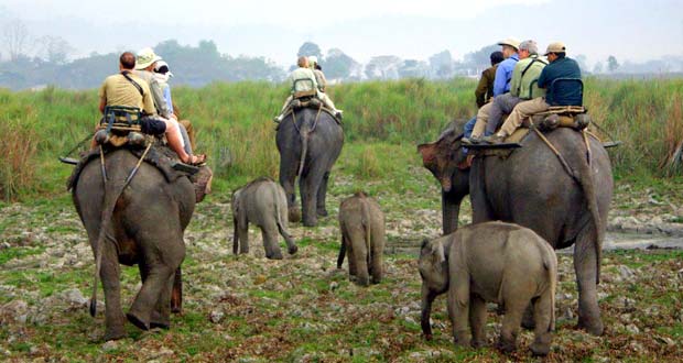 Tiger and Elephant Safari India