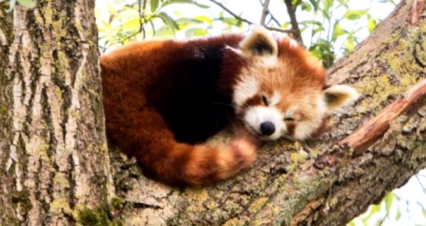 Red Panda Photography Tour