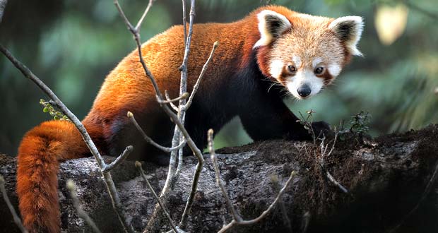 Red Panda Photography Tour