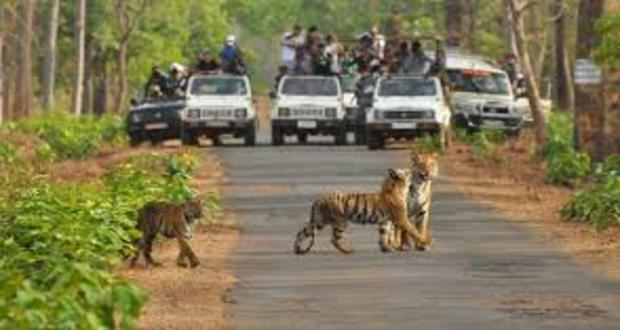 Tiger and Rhinos Wildlife safari tour