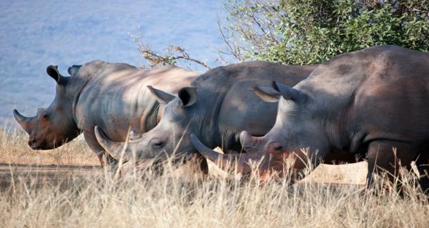 Tiger and Rhinos Wildlife safari tour