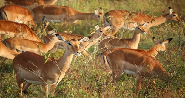 Kaziranga National Park