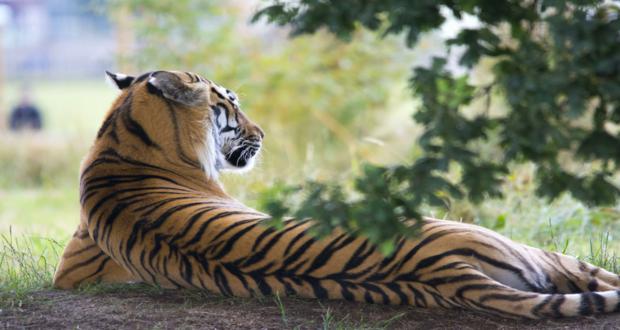 Tiger and Rhinos Wildlife safari tour