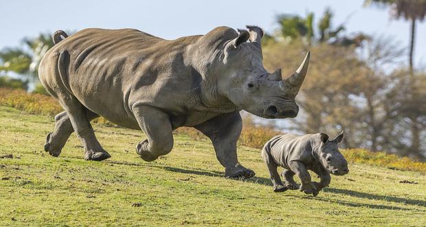 Kaziranga National Park