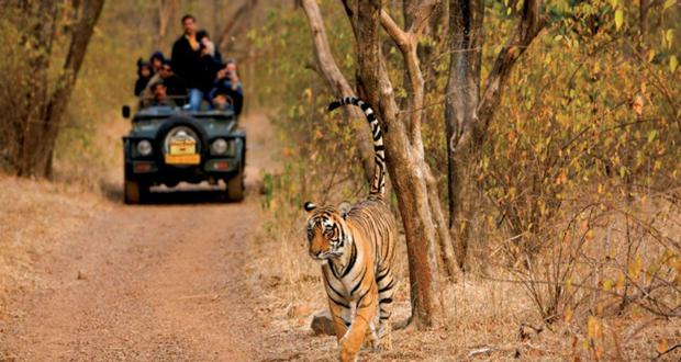 Lion And Tiger Tour Of India