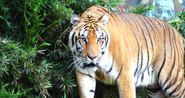 saiindiatravel-Ranthambore-tiger-tour-1