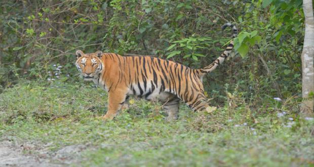 Kaziranga National Park