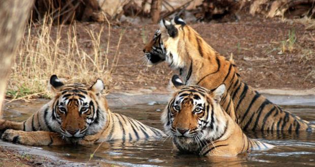 saiindiatravel-ranthambore-three-tiger