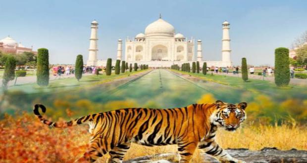 saiindiatravel-ranthambore-with-tajmahal