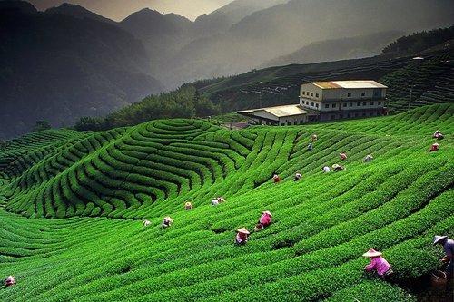 Tea Holidays Assam-Darjeeling-Sikkim